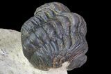Bargain, Reedops Trilobite - Foum Zeguid, Morocco #84684-3